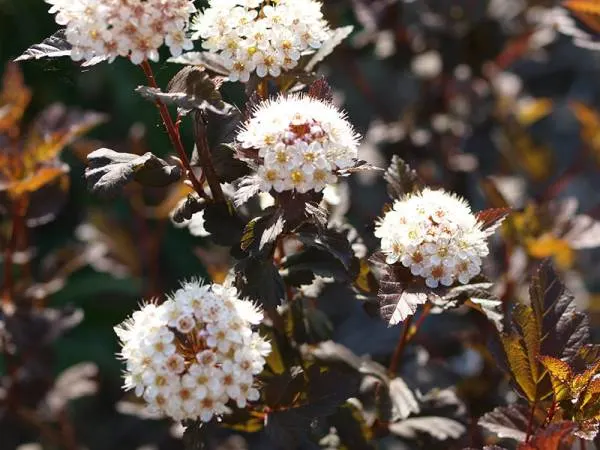 Ninebark - Flowers That Start With N