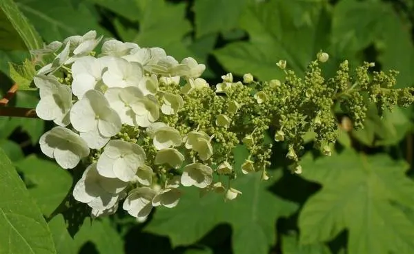 Oakleaf hydrangeas - How to Water Hydrangea