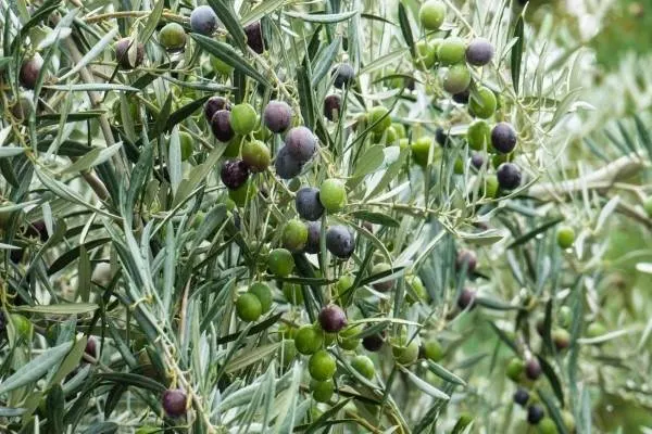 Olive Vegetables that start with O