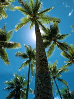 One of the most famous native palm trees of the Caribbean Islands is the Coconut