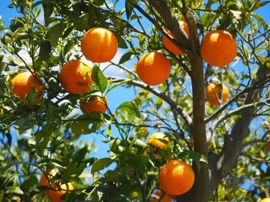 Orange Trees Dwarf Fruit Trees