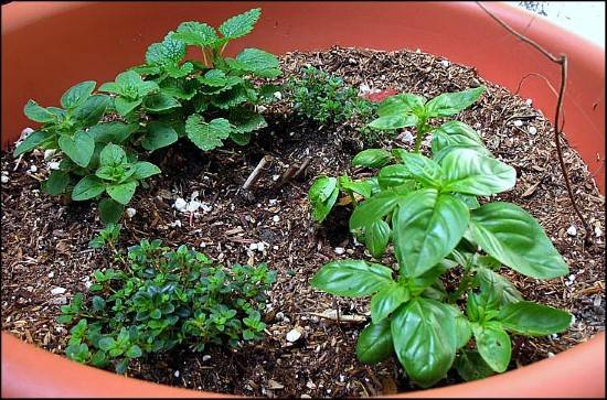 Oregano Basil Companion Plants