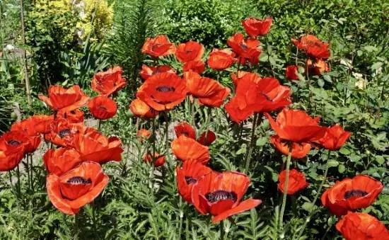 Oriental Poppies Easiest Perennial to Grow from Seed