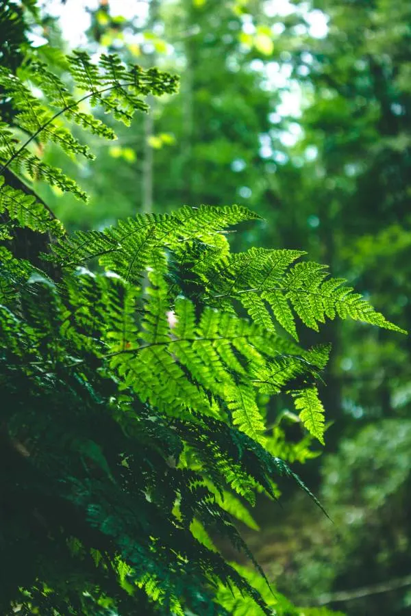 Outdoor ferns are exposed to direct sunlight but require to be watered only a few times a week