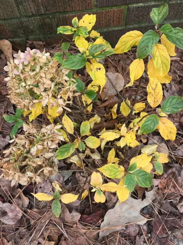 Overwatering your hydrangea can cause yellowing and wilting of plant leaves - How to Water Hydrangea