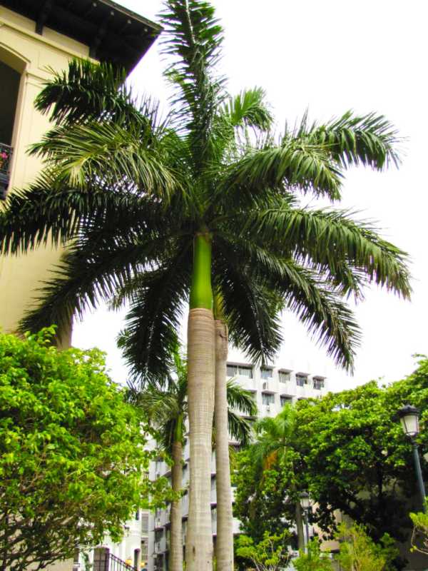 Palm tree in a city. How much does a royal palm tree cost. 768x1024 1