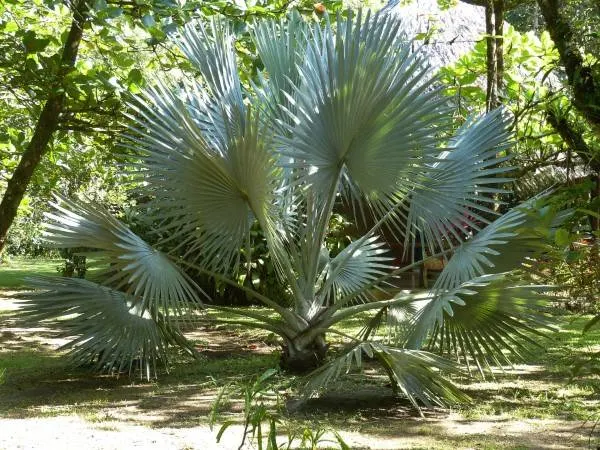 Palm Trees Park Palm Costa Rica Fan Palm