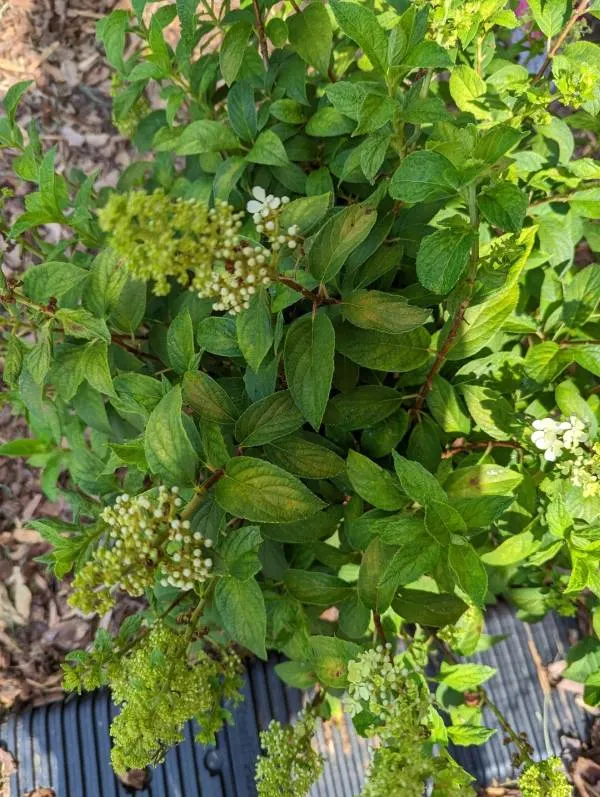 Panicle hydrangeas - How to Water Hydrangea