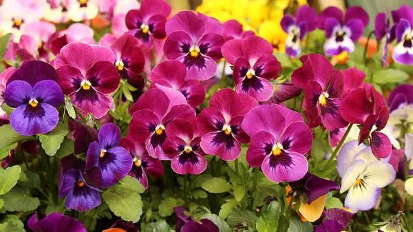 Pansy - Flowers That Start With P
