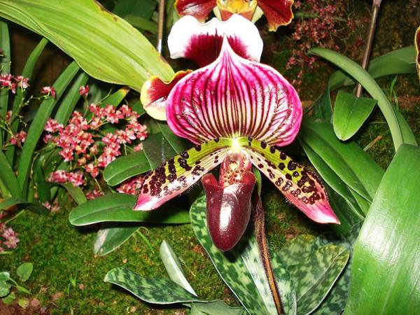 Paphiopedilum Orchid - Flowers That Start With O