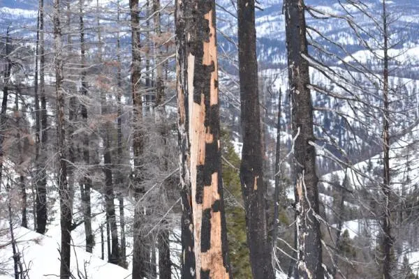 Peeling bark How To Tell If A Pine Tree Is Dying