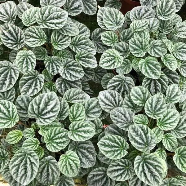 Peperomia Silver Ripple Peperomia Silver Ripple Vs Frost 2 1