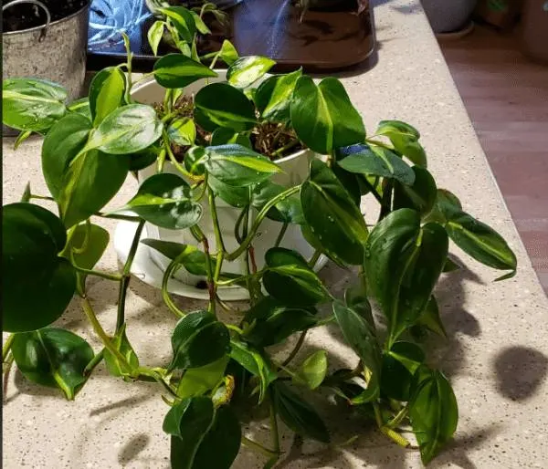 Philodendron Brasil Philodendron Silver Stripe vs Brasil 2