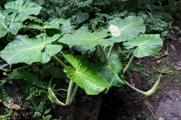 Philodendron Fibrosum