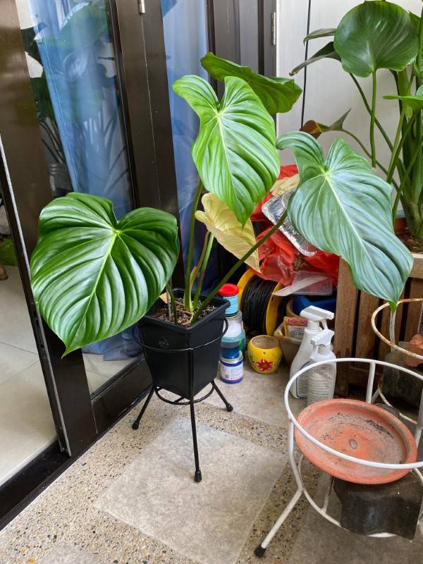 Philodendron Mcdowell 2