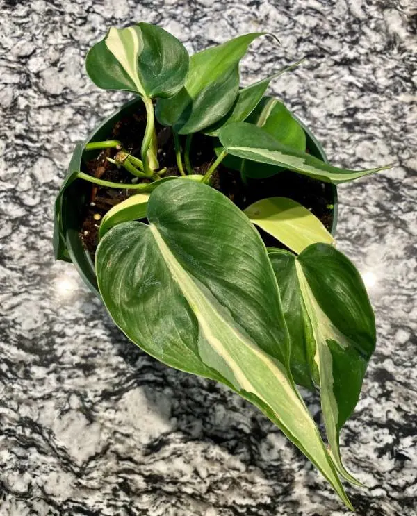 Philodendron Silver Stripe Philodendron Silver Stripe vs Brasil 2