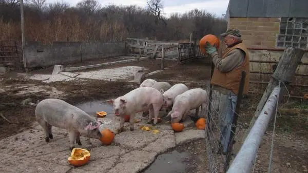 Pigs What Animals Eat Pumpkins And Their Benefits
