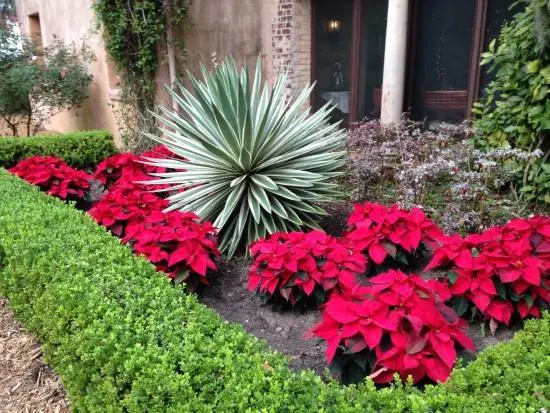 Poinsettia Red Flowering Shrubs