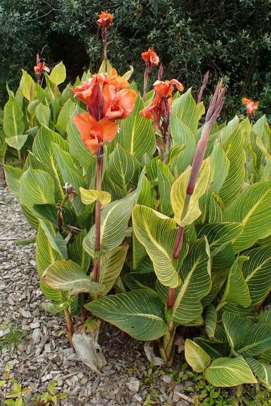 Pretty Flowering Tall Perennials Canna