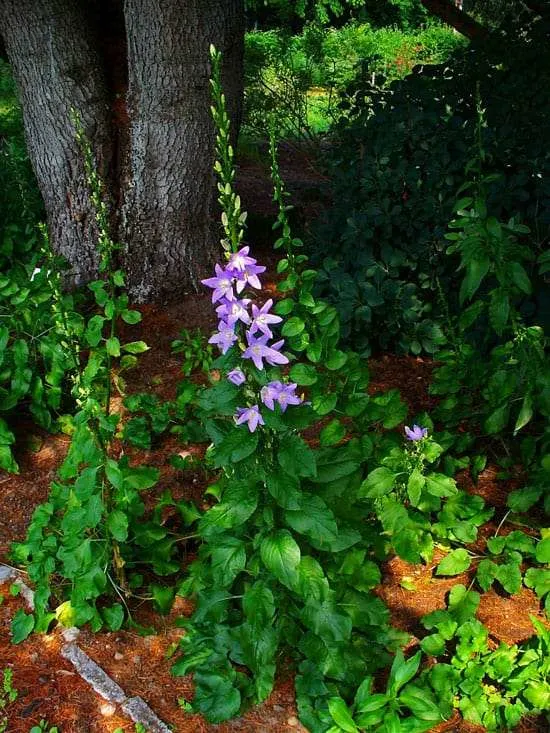 Pretty Flowering Tall Perennials Chimney Bellflower Pretty Flowering Tall Perennials Chimney Bellflower