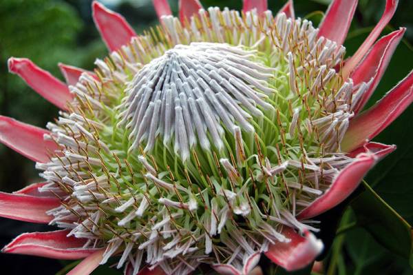 Protea - Flowers That Start With P