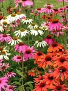 Purple Coneflower Easiest Perennial to Grow from Seed