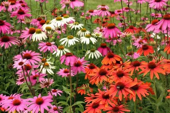 Purple Coneflower Easiest Perennial to Grow from Seed