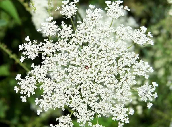 Queen Annes lace - Flowers That Start With Q
