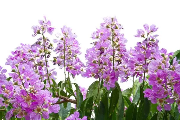 Queens Crape myrtle - Flowers That Start With Q