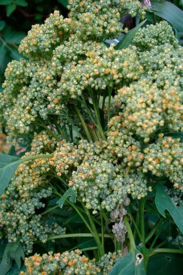 Quinoa before flowering How To Harvest Quinoa