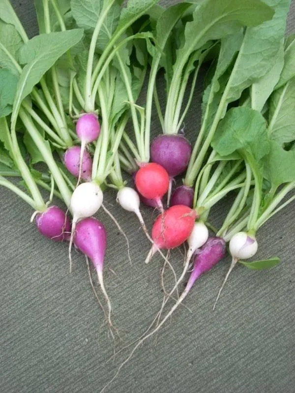 Radish Vegetables That Start with U