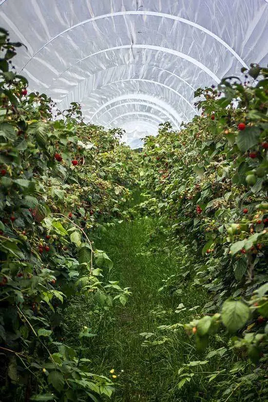 Raspberries Climbing Fruit Plants 1