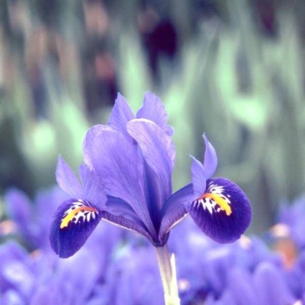 Reticulated Iris - Flowers That Start With R