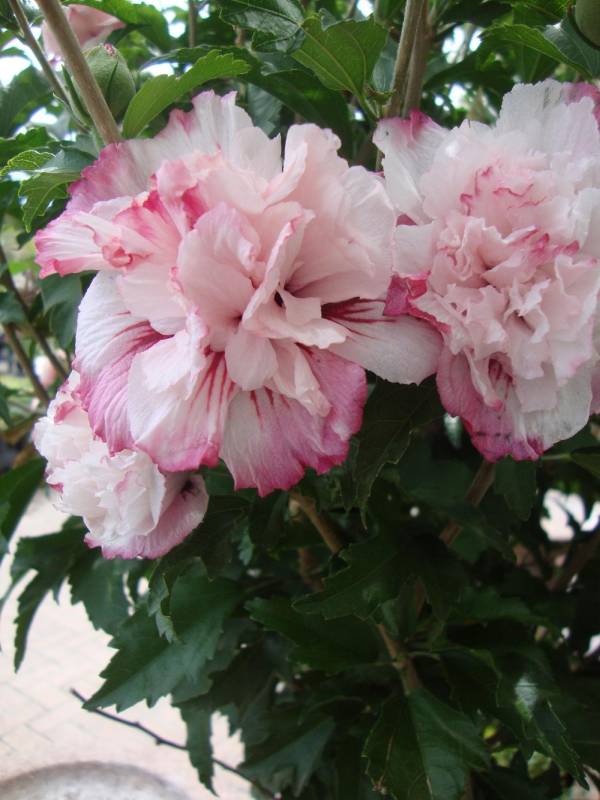 Rose of Sharon - Coral Flowers