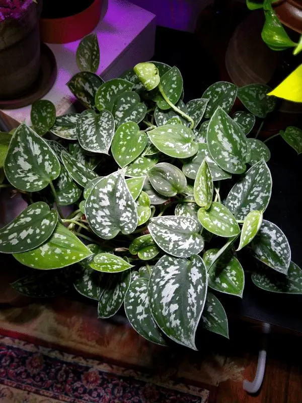 Satin Pothos Silvery Ann vs Satin Pothos