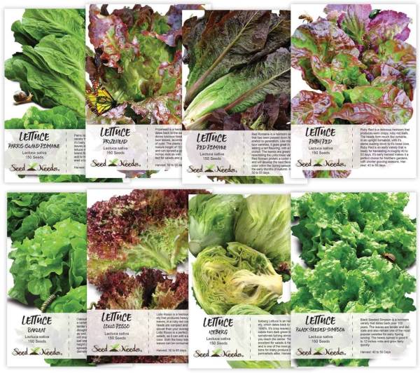 Seed Needs Lettuce Seeds for Planting