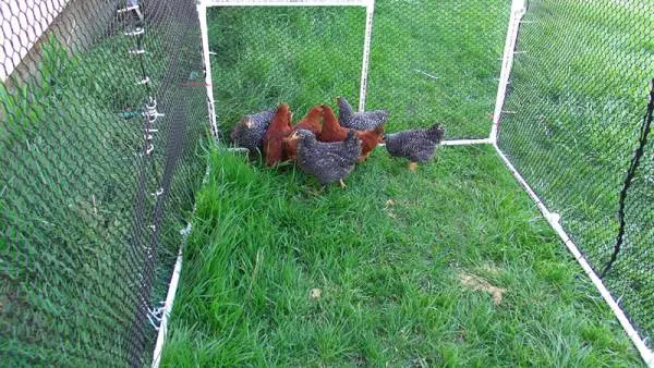 Separate Chickens From The Garden - How to Keep Chickens Out of Garden