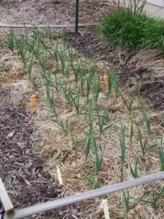 Softneck Garlic How To Grow Garlic In Arizona