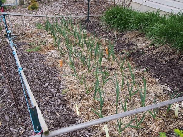 Softneck Garlic How To Grow Garlic In Arizona