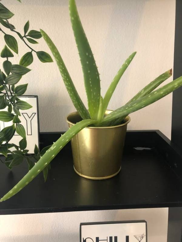 Sometimes your aloe vera plants have no problem at all. Still their own weight can cause drooping leaves and that is totally okay