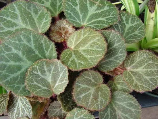 Strawberry Begonia Best Terrarium Plants for Your Home