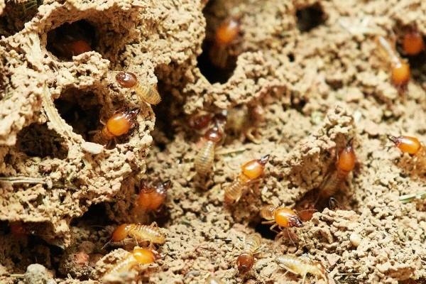 Termites Cedar Vs Cypress Mulch