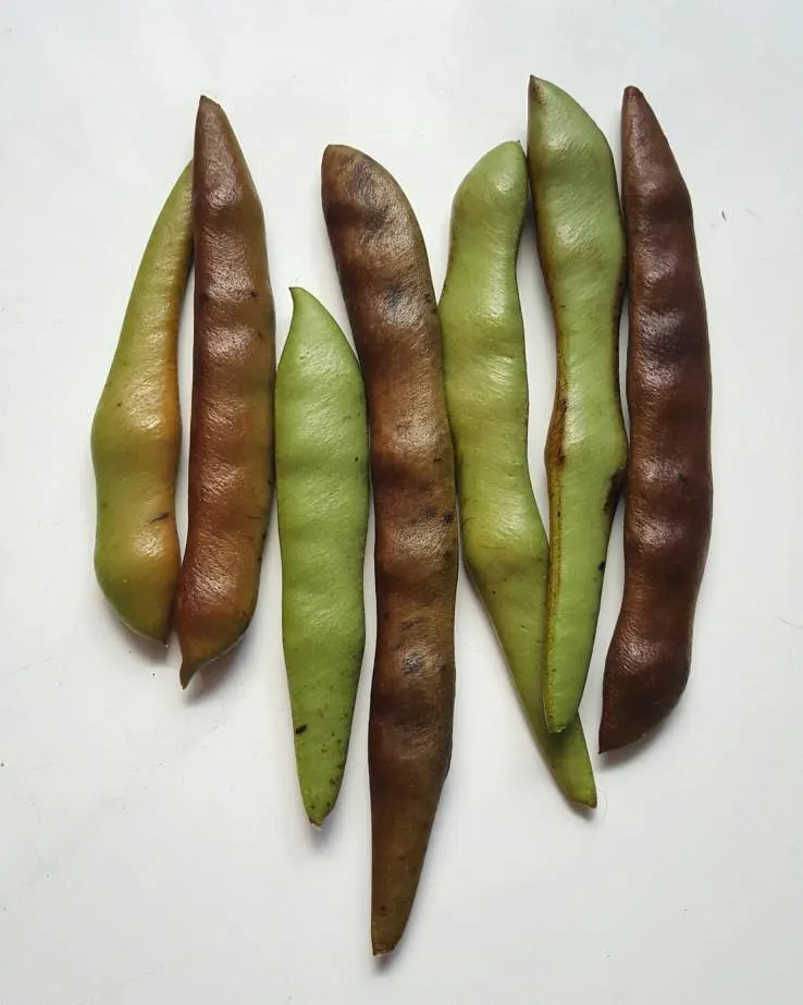Their life cycle starts from a green color and ends up with brown Wisteria Seed Pods