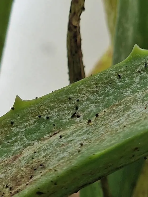 Though aloe has strong leaves it can still be bothered by some pests