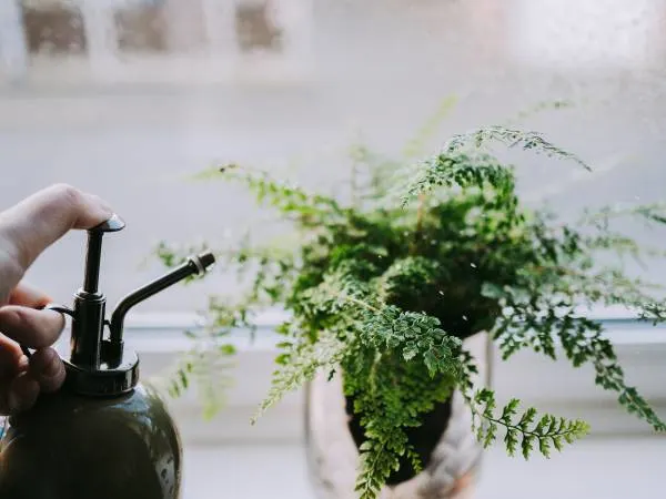 Though indoor ferns require less water they require more frequent watering