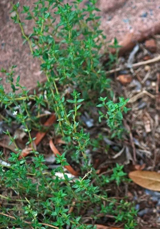 Thyme Best Tomato Companion Plants