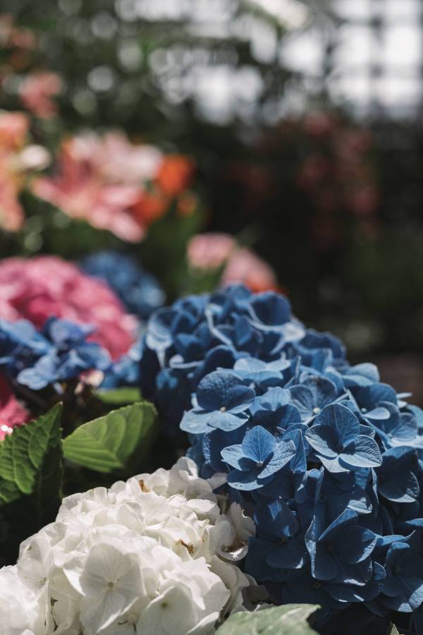 To get the admiring blue shade you have to start with the right species - How to Keep Hydrangeas Blue