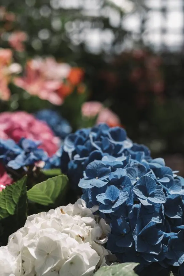 To get the admiring blue shade you have to start with the right species - How to Keep Hydrangeas Blue