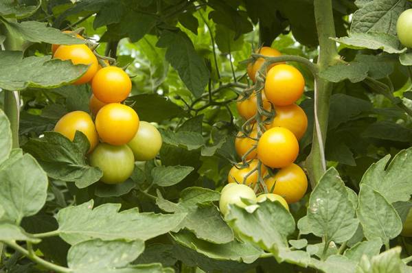 Tomatoes - Fast Growing Hydroponic