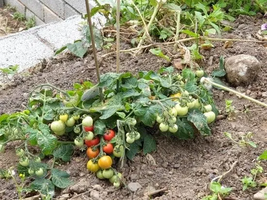 Tomatoes Onion Companion Plants